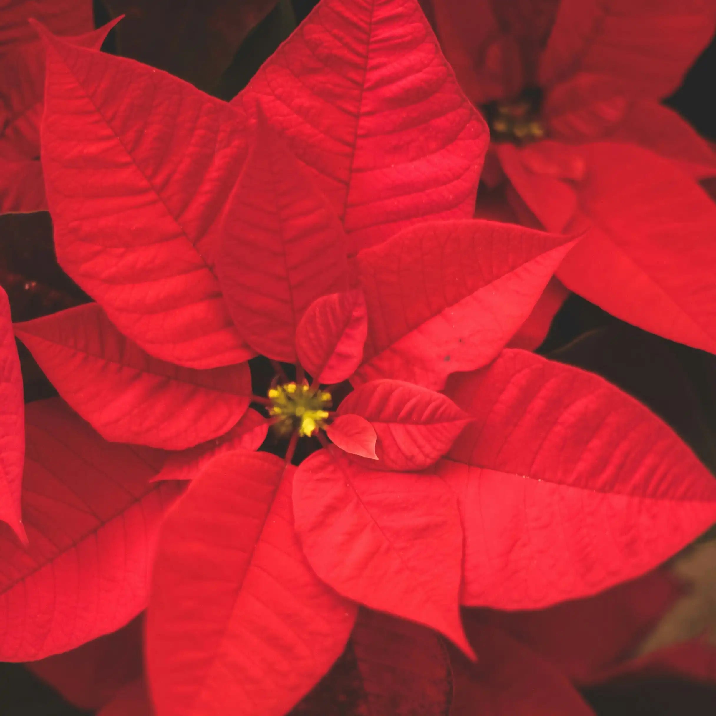 Poinsettias